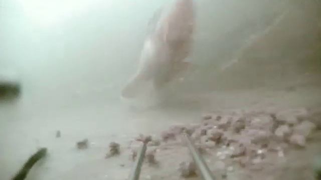 Кормление осетра сухим кормом Ройчер АКВА MOVI0067 смотреть онлайн