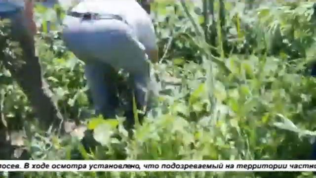 ЗАДЕРЖАН ЖИТЕЛЬ ГОРОДА ЗА ПОСЕВ КОНОПЛИ 03/06/2021 смотреть онлайн