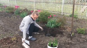 Высаживаю рассаду фрезий в открытый грунт