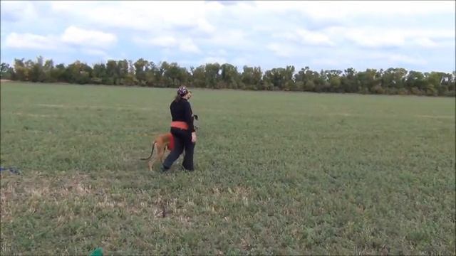 Курсинг соревнования клуба Нока 2013 смотреть онлайн