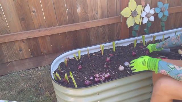 Planting Spring Bulbs 🌷|| Planting Alliums, Hyacinth, And Daffodil Bulbs