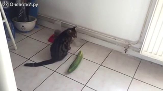 Коты против огурцов и кобачков!!! смотреть онлайн