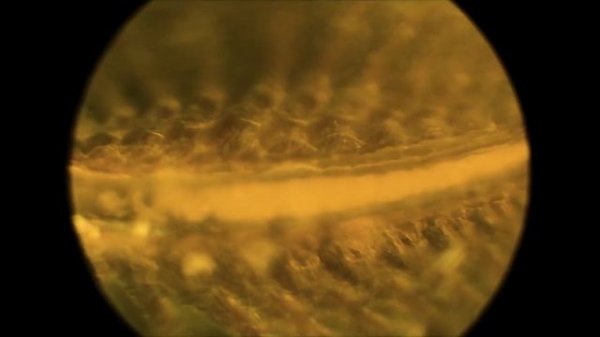 Что стало с артемиями из Fix Price? #3