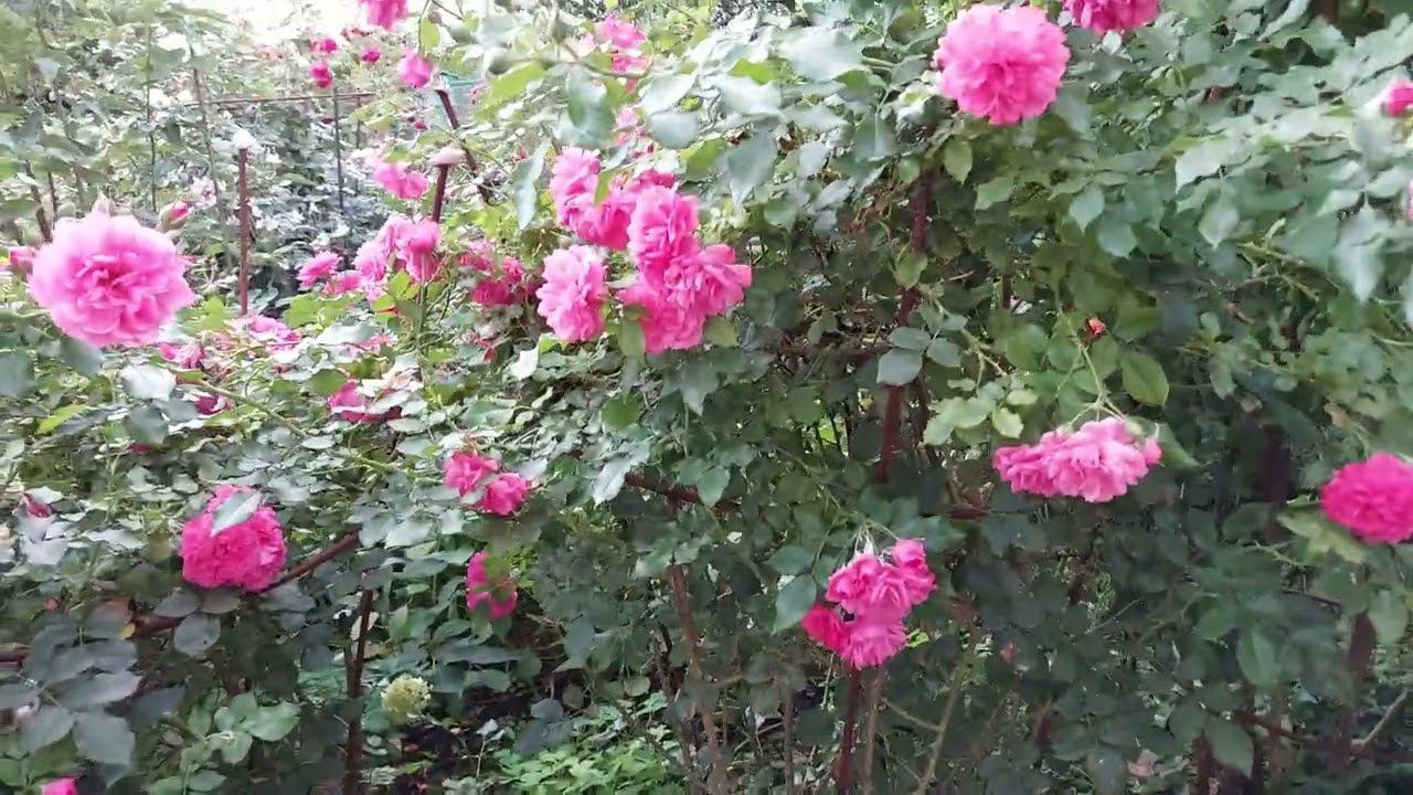 "Жду разьяснений" Или почему листья на розах коричневые. смотреть онлайн