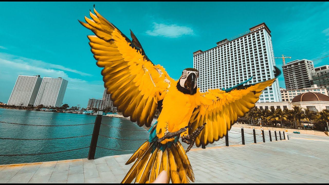 Xihu hotel & casino. Обзор отеля в городе Сиануквиль , Камбоджа смотреть онлайн