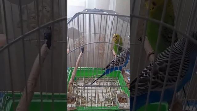 надо ухать на несколько дней, оставить попугая дома или взять с собой. смотреть онлайн
