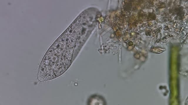 Инфузория-туфелька (paramecium caudatum) смотреть онлайн
