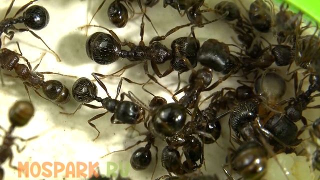 Муравьи жнецы - Messor Structor смотреть онлайн