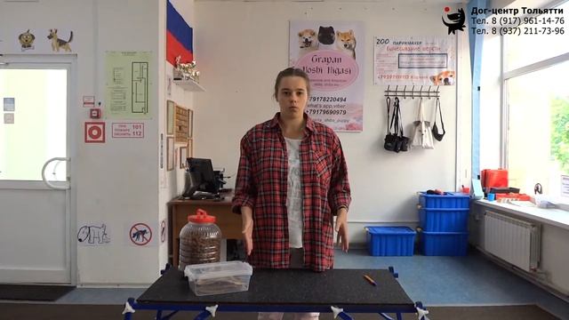 Инструктор Дружкова Юлия. Кормление собак сухим кормом: частные случаи. Тольятти, 29 августа 2021. смотреть онлайн