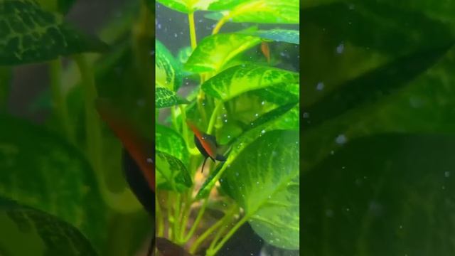 Лебео биколор, или лабео двухцветный (Epalzeorhynchos bicolor) – пресноводная лучеперая рыбка. смотреть онлайн