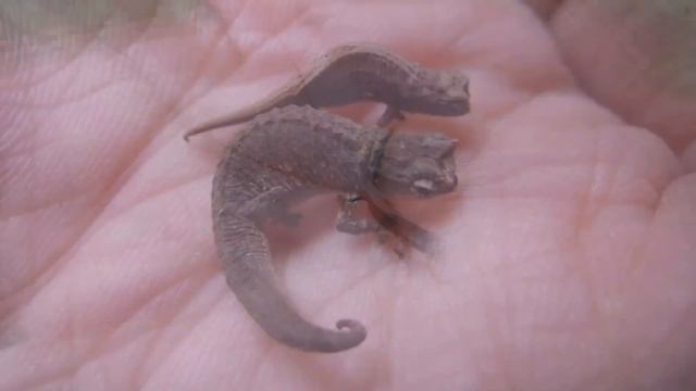 САМЫЕ МАЛЕНЬКИЕ ЖИВОТНЫЕ НА ЗЕМЛЕ смотреть онлайн