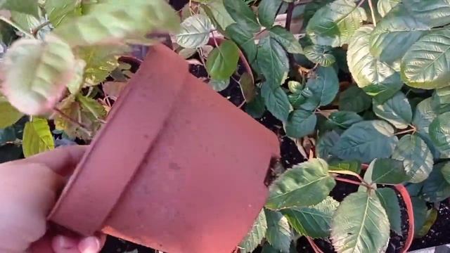 БЛЕК ДЖЕМ - находка садовода! Отличный ремонтантный бесшипный сорт ежевики! смотреть онлайн
