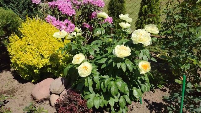 Пион Лемон Шифон (Lemon Chiffon) смотреть онлайн