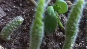 Ампельный кактус/Пересадка/Хамецериус или опорокактус?