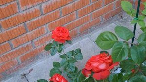 РОЗА ? ТЕРРАКОТА 5 ИЮЛЯ 2022Г