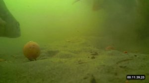 Ловля карпа на бойлы подводная съёмка (Видео 4К)