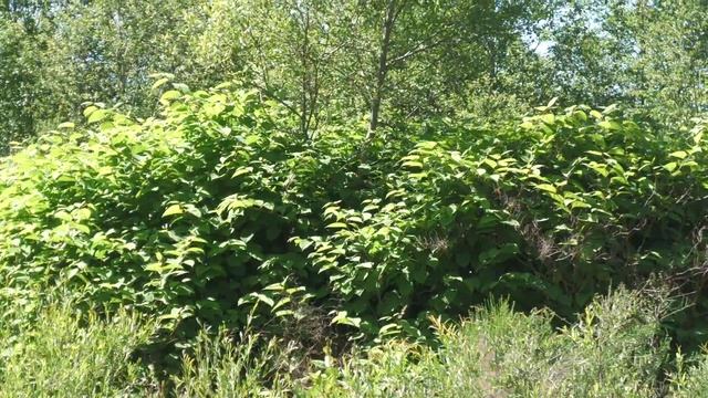 rdestowiec ostrokończysty Reynoutria japonica смотреть онлайн