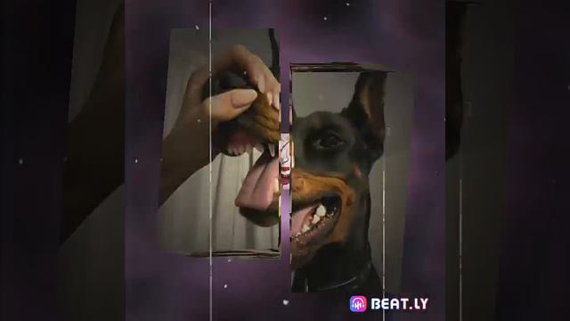 😈「●Эдит доберман●」😈 смотреть онлайн