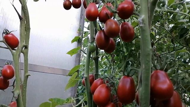 Томат Шоколадный зайчик