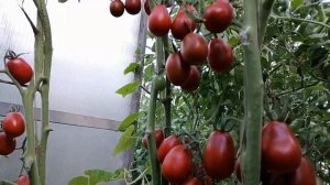 Томат Шоколадный зайчик