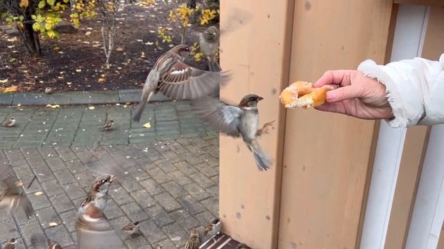 Московский зоопарк Октябрь 2023 смотреть онлайн