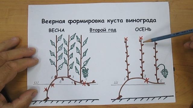 Схема веерного формирования винограда смотреть онлайн