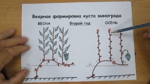 Схема веерного формирования винограда