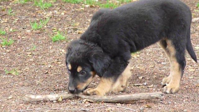 Hovawart pack with puppies playing.MOV смотреть онлайн