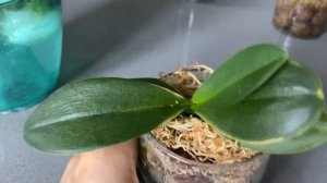 Как быстро укоренить орхидею? Как нарастить корни орхидее во мхе сфагнум и керамзите