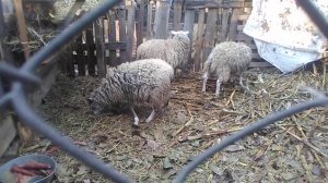 Бараны и овцы породы Романовские