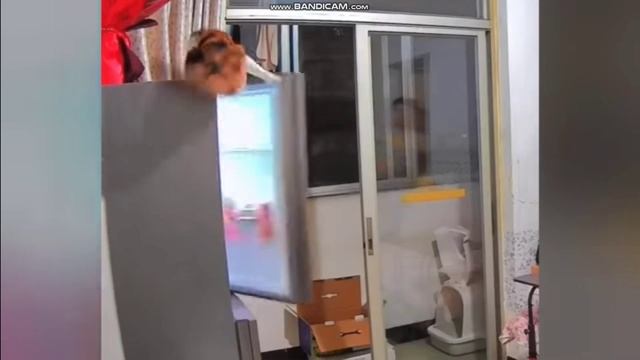 ПРИКОЛЫ КОТЫ. смотреть онлайн