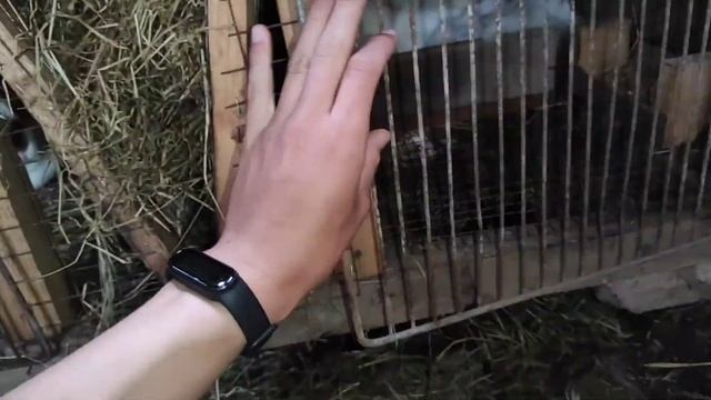 Кральчиха подготовилась к окролу за 6 дней до окрола!\Разведение кроликов смотреть онлайн