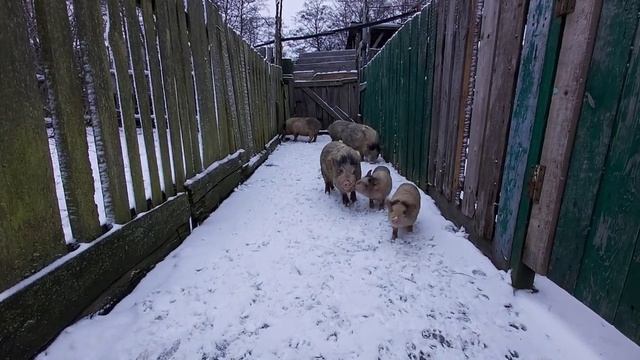 Вьетнамские Свиньи. содержания, откорм,зимой смотреть онлайн