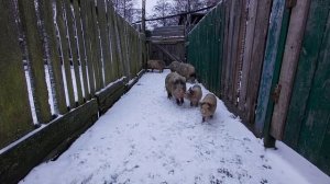 Вьетнамские Свиньи.  содержания, откорм,зимой