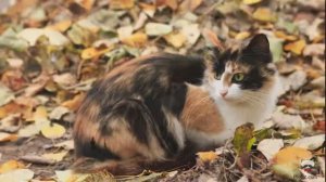 Вся правда о трехцветных котах