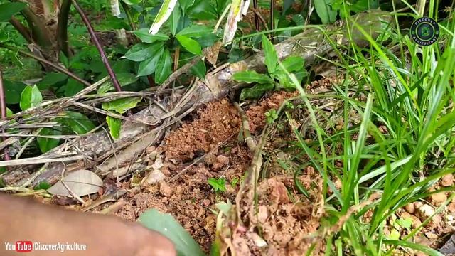 Insulin Plant (Costus igneus) | Best Natural Medicine For Diabetes смотреть онлайн