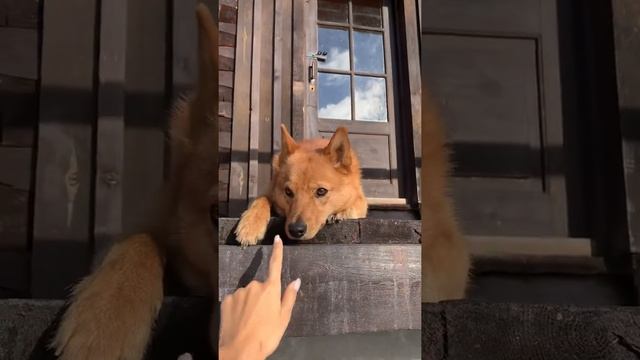 финский шпиц, карельская лайка, карелка смотреть онлайн