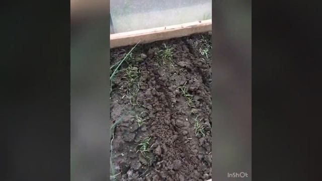 Мульчирование горячей травой смотреть онлайн