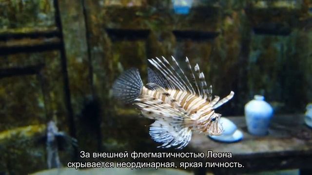 Значение имени Леон. Толкование, судьба, характер смотреть онлайн