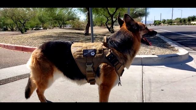 German shepherd crossing the street смотреть онлайн