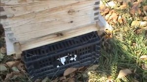 Видео №38. Альпийский улей. Пчелы закрывают прополисом леток. 05.11.2019 г.