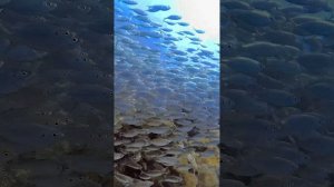 Тайланд. Ко Тао