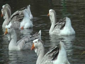 Холмогорские гуси. Автор сюжета Игорь из Орла. часть4