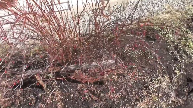 Сегодня на подоконниках, в саду все ждут тепла. смотреть онлайн