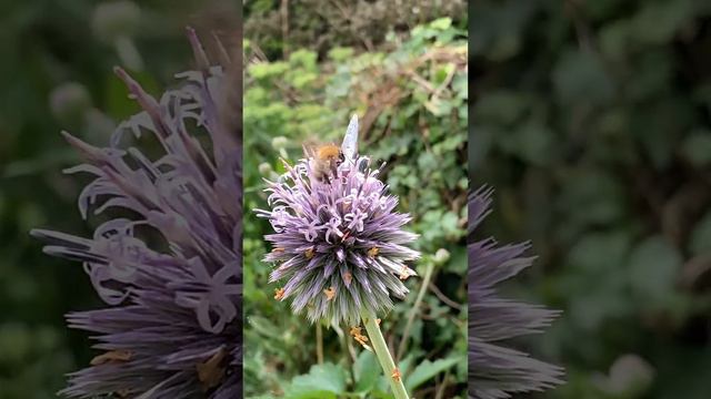 Holly Blue Butterfly & Friends смотреть онлайн