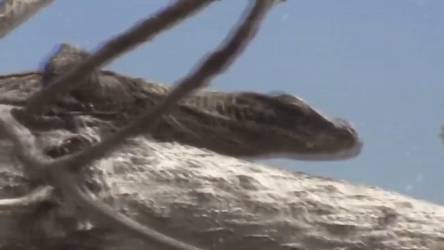 Комодский Варан - Последний Из Драконов смотреть онлайн