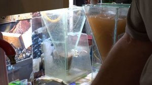 Артемия, полный цикл ее разведения