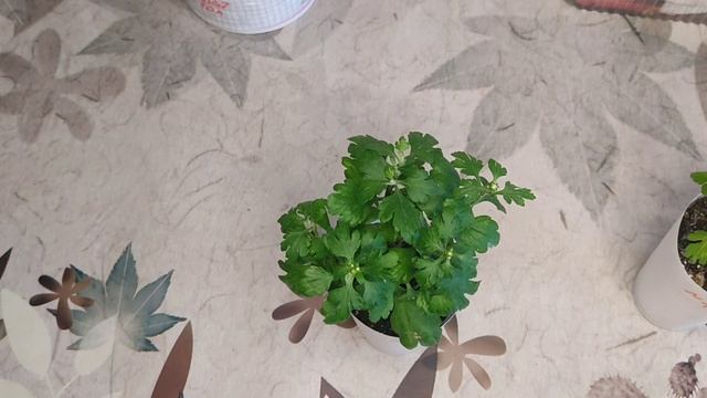 Хризантема мультифлора! Черенок собирается цвести ! Что делать? смотреть онлайн