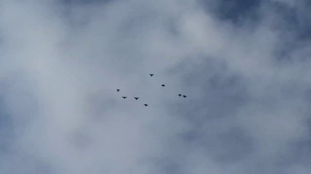 31.01.2022г.Голуби АSV смотреть онлайн