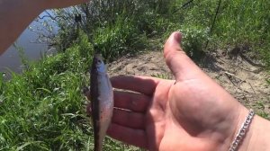 РЫБАЛКА НА РЕКЕ СУРА С НОЧЕВКОЙ. Ловля леща и густеры